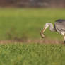 Grey heron