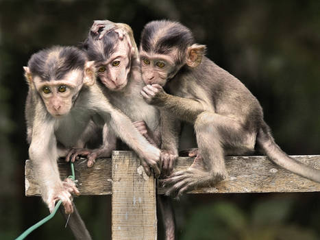 Three Baby Monkeys