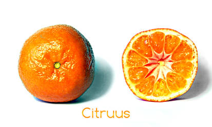 Citruus