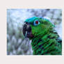 Bird of Contrast