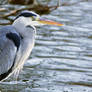 Frosty Heron