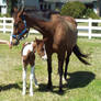 Mare and Foal 2