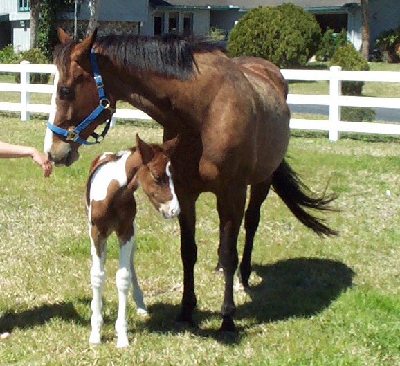 Mare and Foal 2