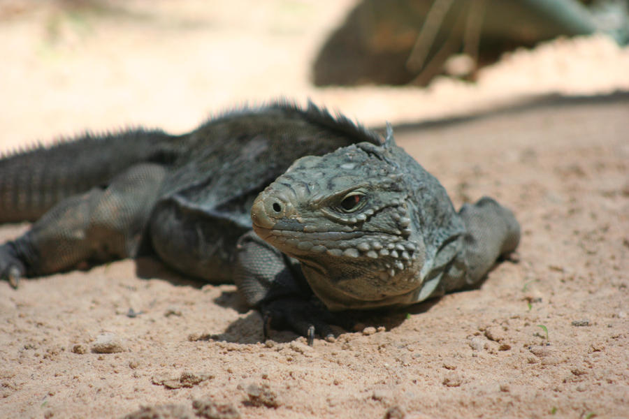 Iguana 1