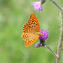 The Silver-washed Fritillary