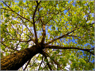 Looking Up