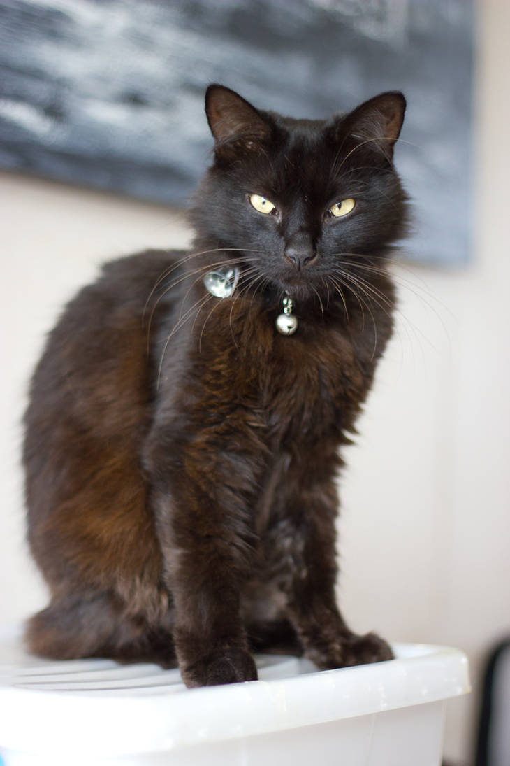 Black Domestic Medium Hair Cat by DWDStock on DeviantArt