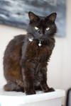 Black Domestic Medium Hair Cat by DWDStock