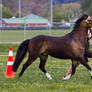 Dark Buckskin Pony Trot