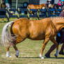 Palomino Horse Trot