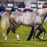 Grey Arab Stallion