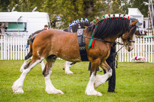 Bay Clydesdale Stallion by DWDStock Bay Clydesdale Stallion by DWDStock