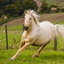 Palomino gelding canter