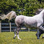 Dappled Grey Arabian Trot