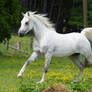 Grey Arabian Horse Canter