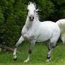 Grey Arabian Horse Trotting