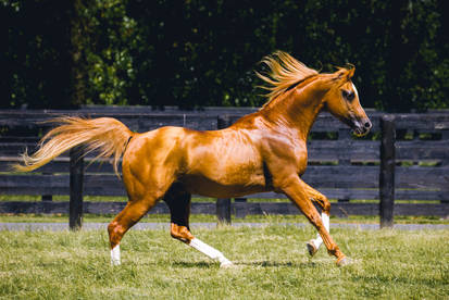 Chestnut Arabian Stallion Canter