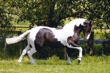 Black/White Cob Canter