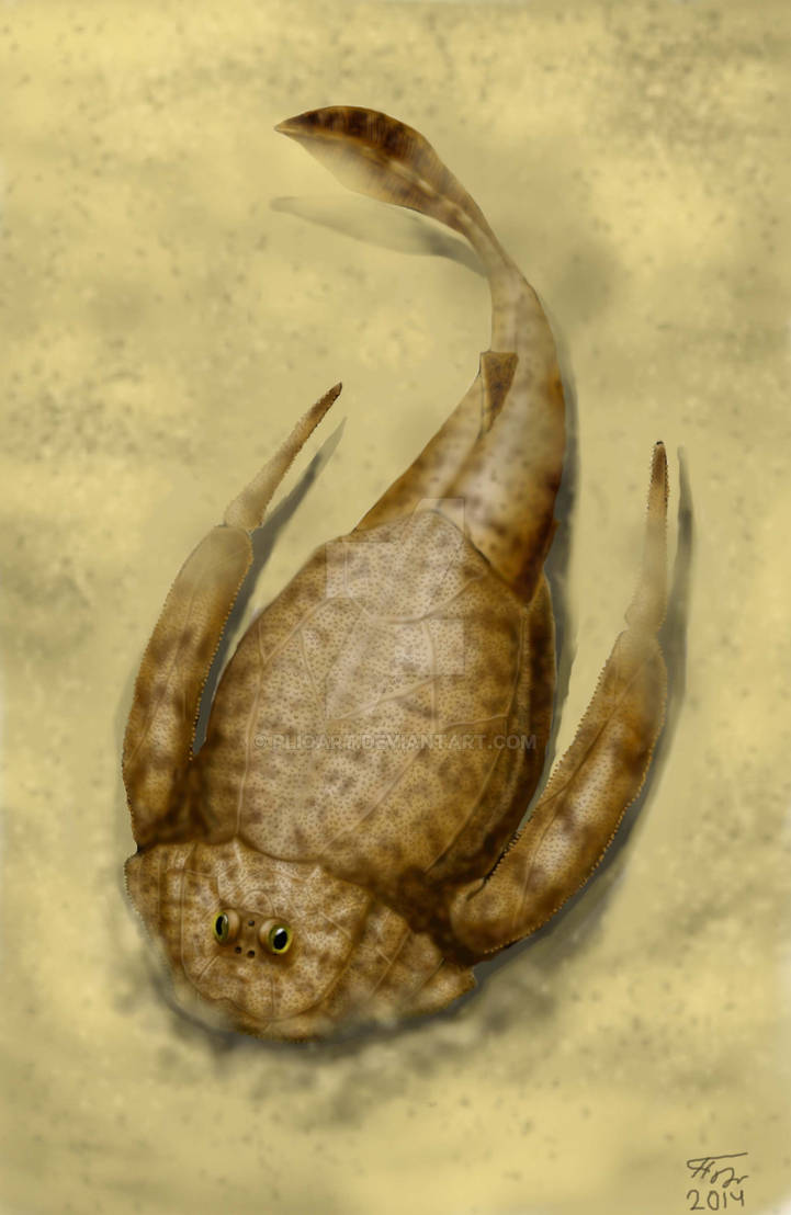 Первобытные рыбы. Ботриолепис (Bothriolepis). Панцирная рыба ботриолепис. Ботриолепис окаменелости. Ботриолеспис рыба Девон.