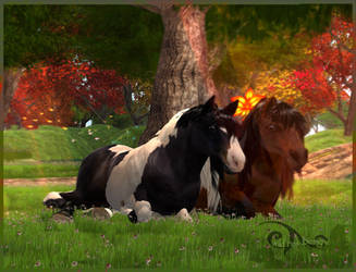 Relaxing horses