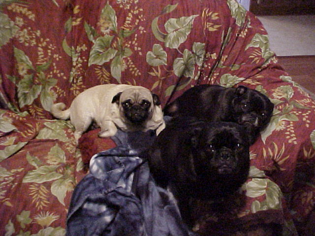 PUGS