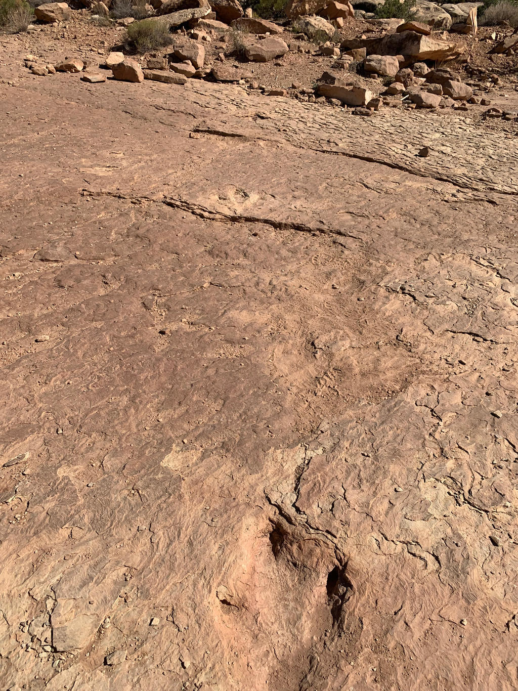 Copper Ridge Tracks: Theropod Footprints by roukaryu on DeviantArt