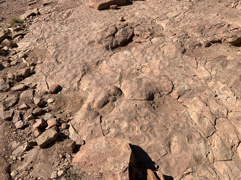 Copper Ridge Tracks: Sauropod Footprints (1) by roukaryu on DeviantArt