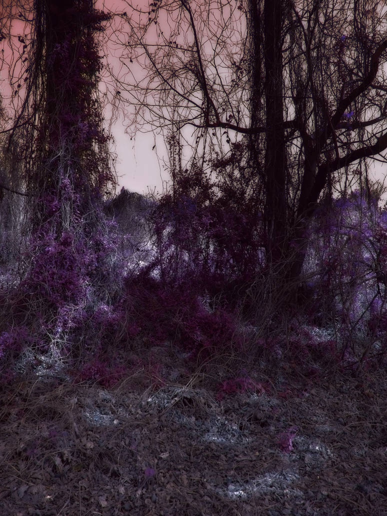 Fairy Forest 3 by husz on DeviantArt