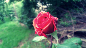 A Rose