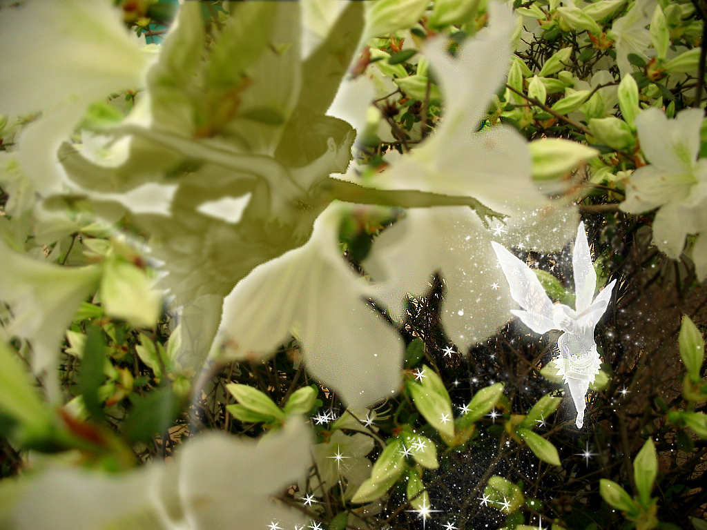 L'incantesimo dei Fiori Bianch