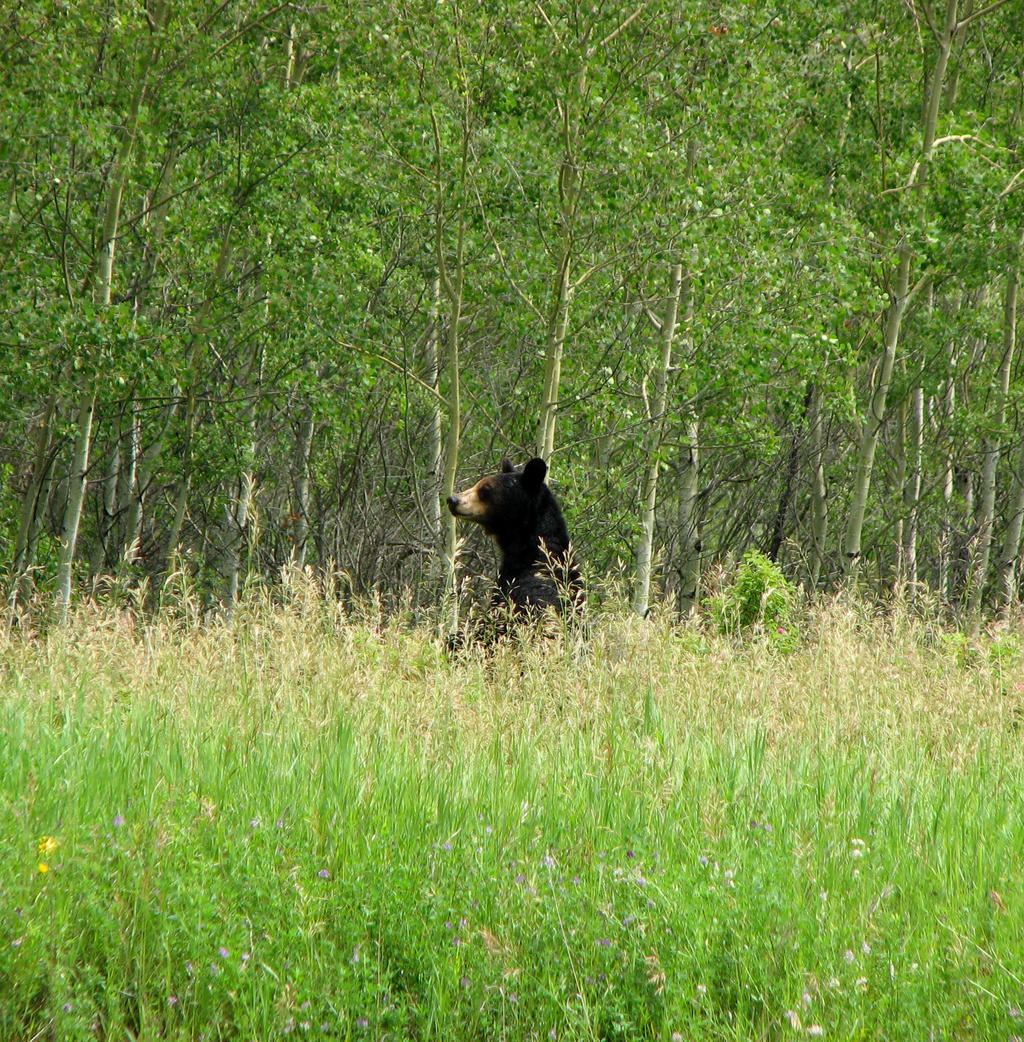 mama black bear