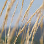 sky wheats
