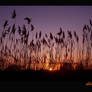 Spring sunset