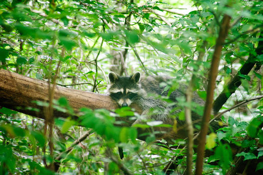 Raccoon on a log