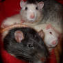 rat pile