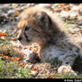 Sunbathing cheetah