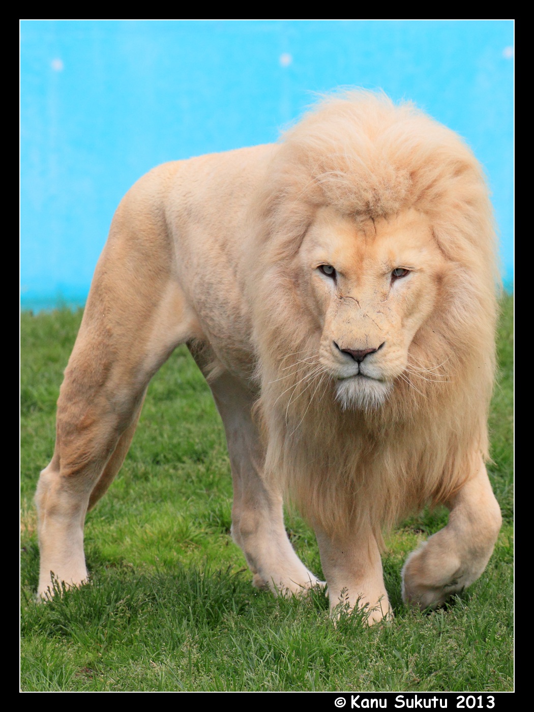 Abadi, the White Lion