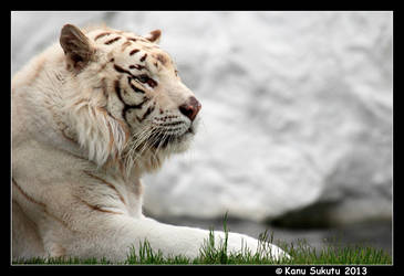 White Tiger