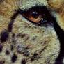 Cheetah-eye