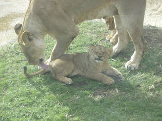 Baby Lion Smile... Sort Of