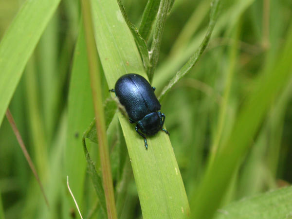 Little blue bug by inkubodimorte on DeviantArt