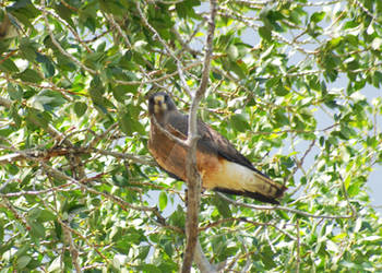 Swainson's Hawk