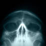 skull _low-angle _xStock