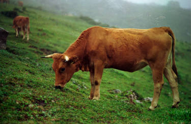 YoungCow