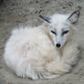 K-S: White Fox1