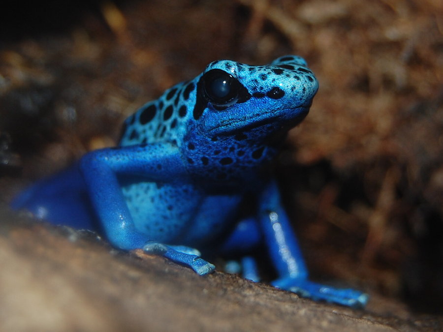 Poison Dart Tree Frog