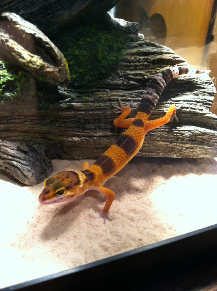 Fancy Leopard Echo: The Fancy Leopard Gecko by Thegumballfairy on DeviantArt