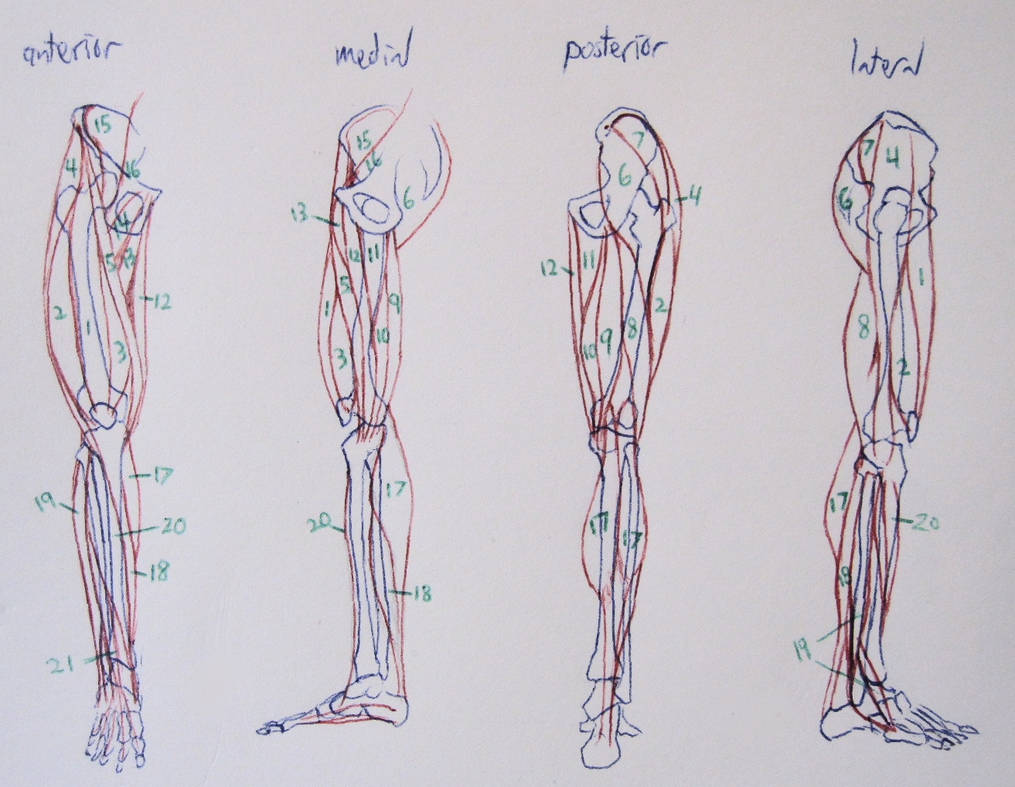 Leg Anatomy Notes by Soroneir on DeviantArt