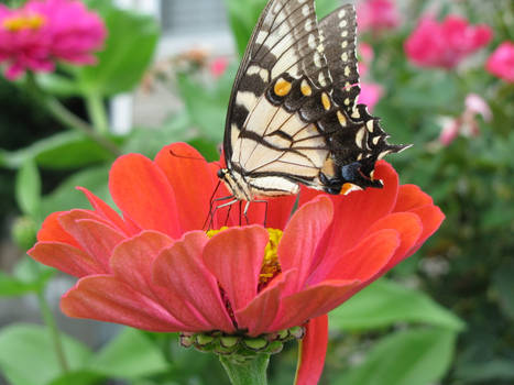 Eastern Tiger Swallowtail III