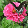 Spicebush Swallowtail I